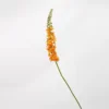 Piccola coda di volpe (arancione)