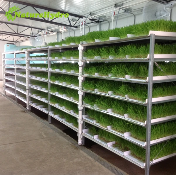 Pvc Hydroponics Tray for Hydroponic Animal Fodder