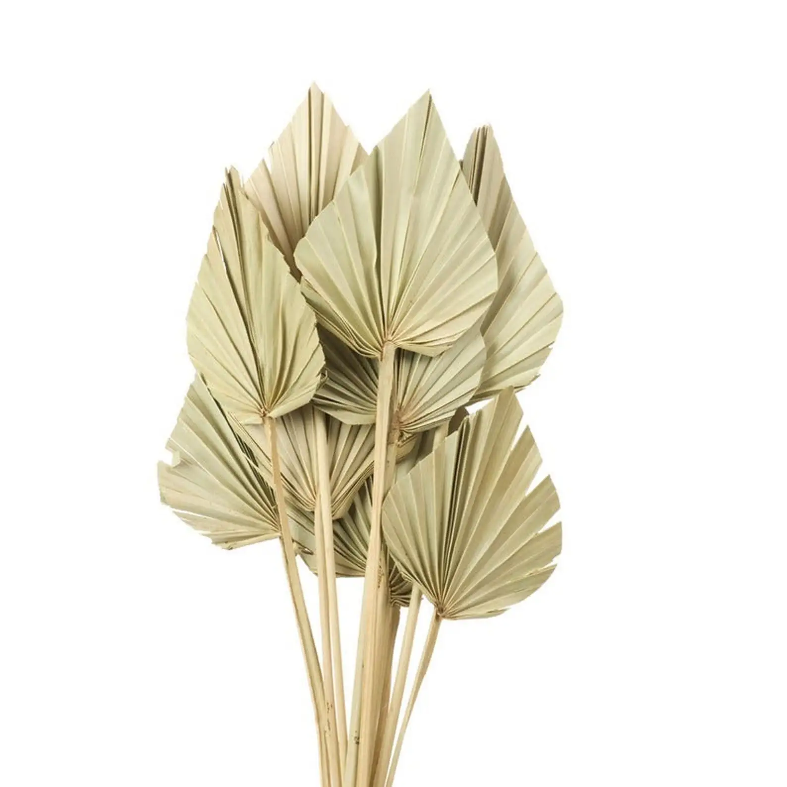 Wholesale Natural Processed Dried Floral Palm Leaves Dry Fan Sun