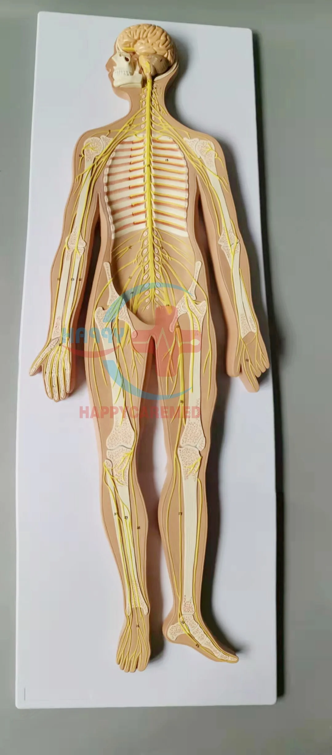 HC-S234 人体解剖医学神经系统模型| Alibaba.com