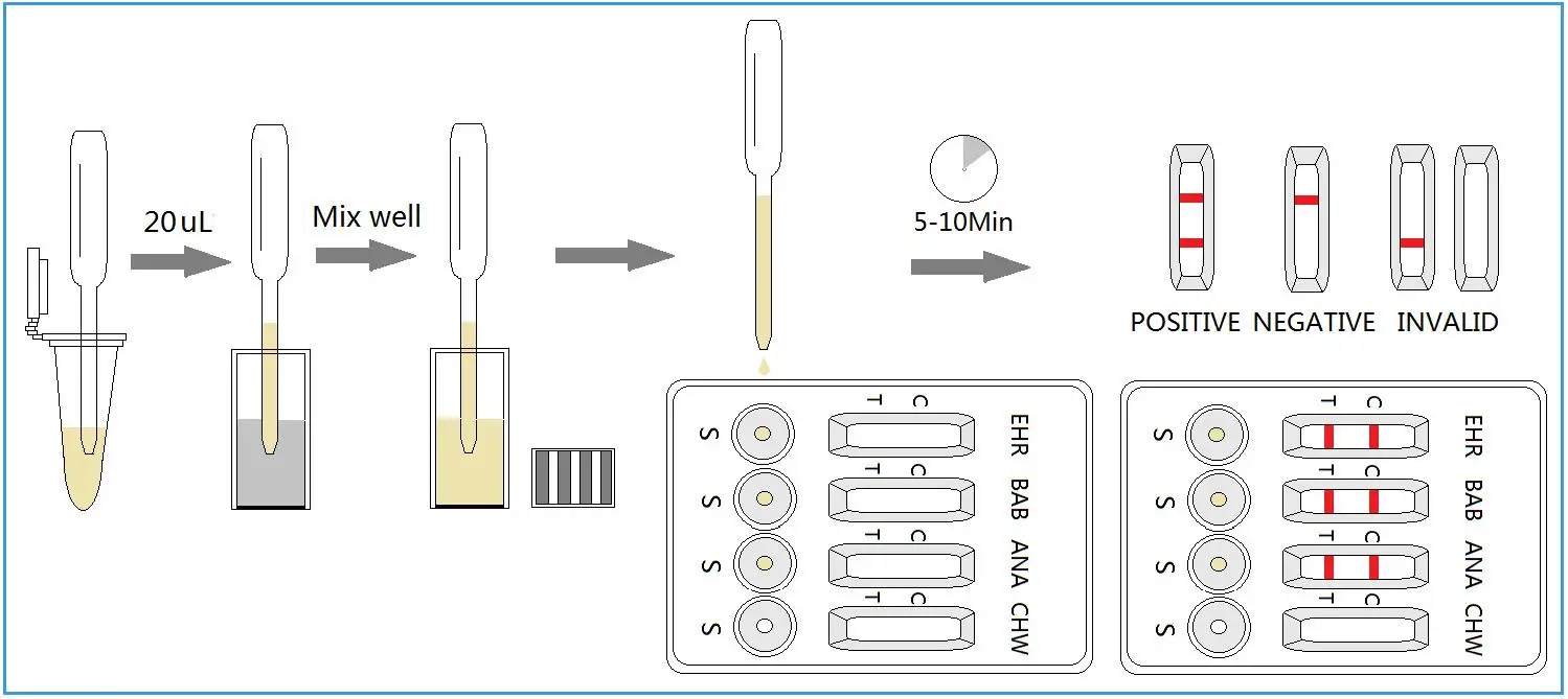4 Way Test Kit Ehr/bab/ana/chw Canine Anaplasma Heartworm Ehrlichia
