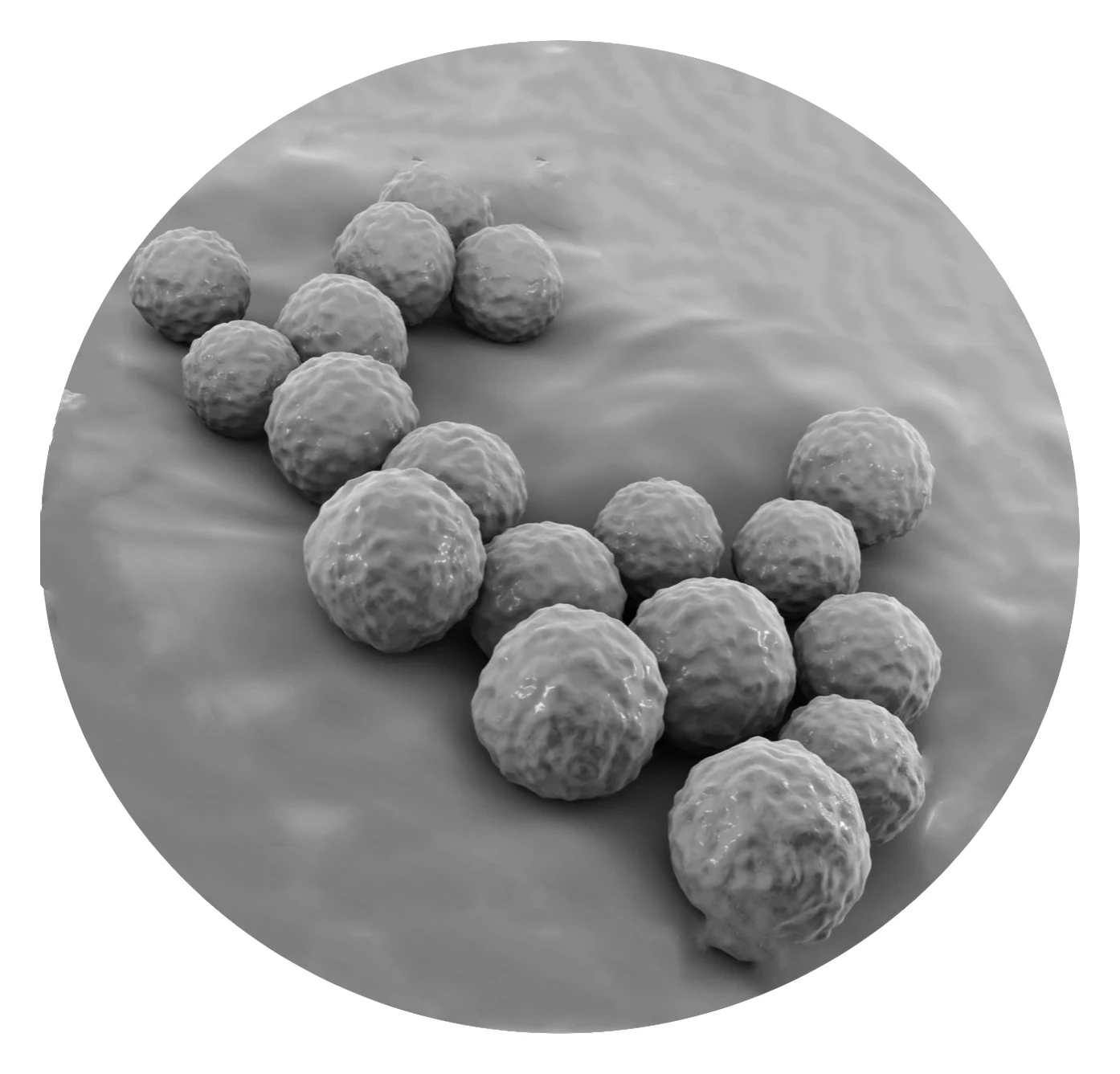 Высококачественные пробиотики энтерококк Faecium