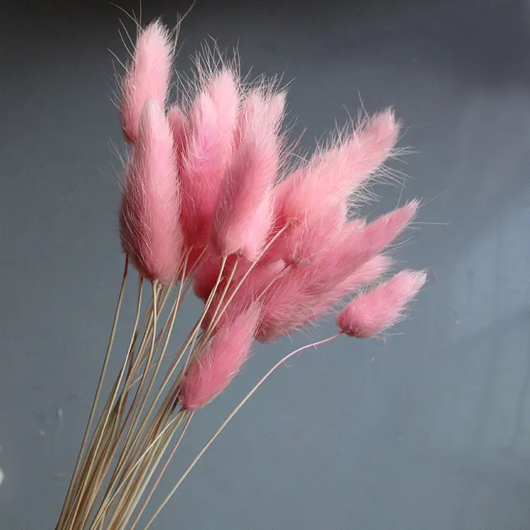 60 Stem Natural Dried Flowers Lagurus Ovatus Rabbit Tail Grass Home  Decoration - China Fresh Cut Flower and Flowers price