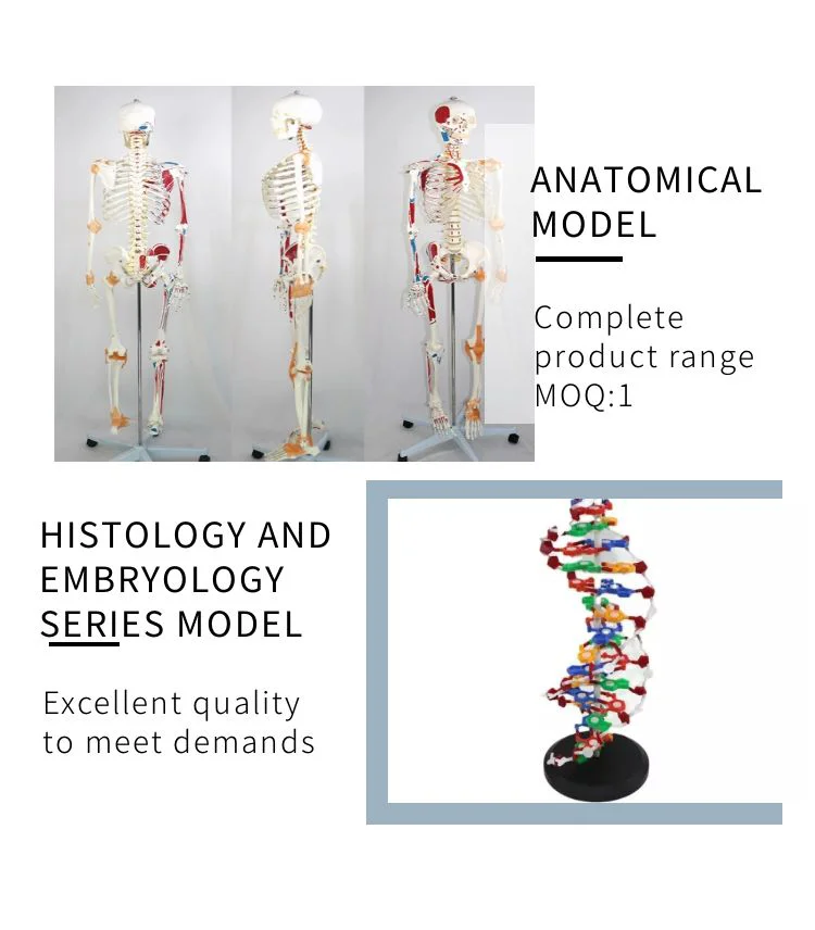 Human Urinary System Model Female And Male Urinary System Model Human urinary system model female and male urinary system model