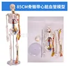 85cm skeleton [with blood vessels, heart, and blood vessels]