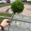 16#  Verde garofano-verde intenso