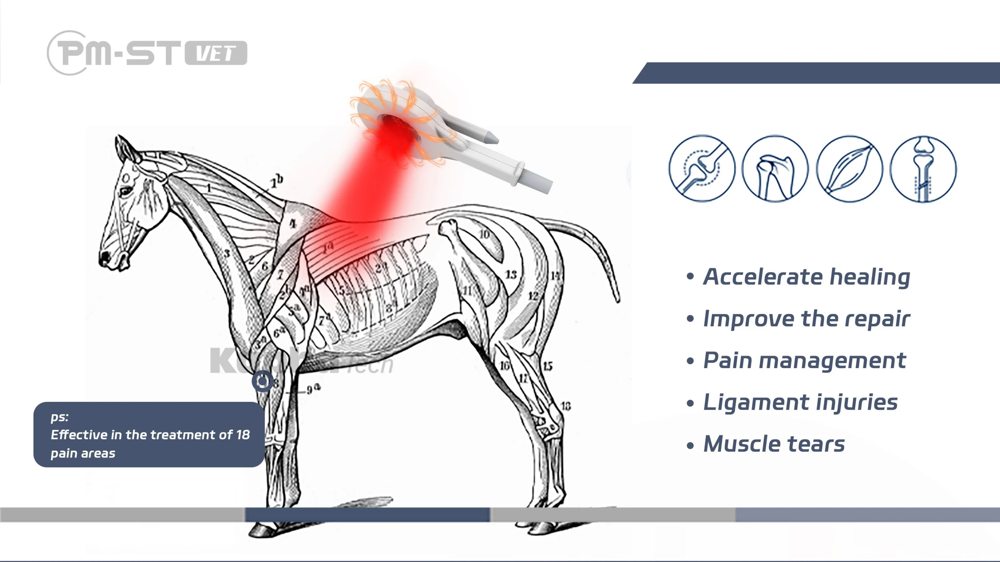 Best Physio Plus Nirs Pemf Therapy Device Horse