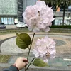 2 ortensie paniculata Summer Love in rosa