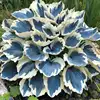 15# Hosta dal bordo bianco