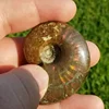 Ammolite Shell Fossil