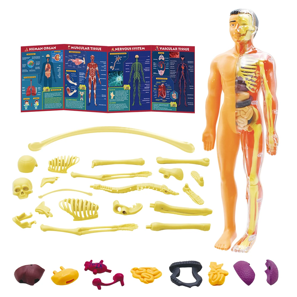 Human Skeleton Organs Model Removable Parts 3D Human Body Model Anatomy Model Skeleton Educational Science Toys for Kids