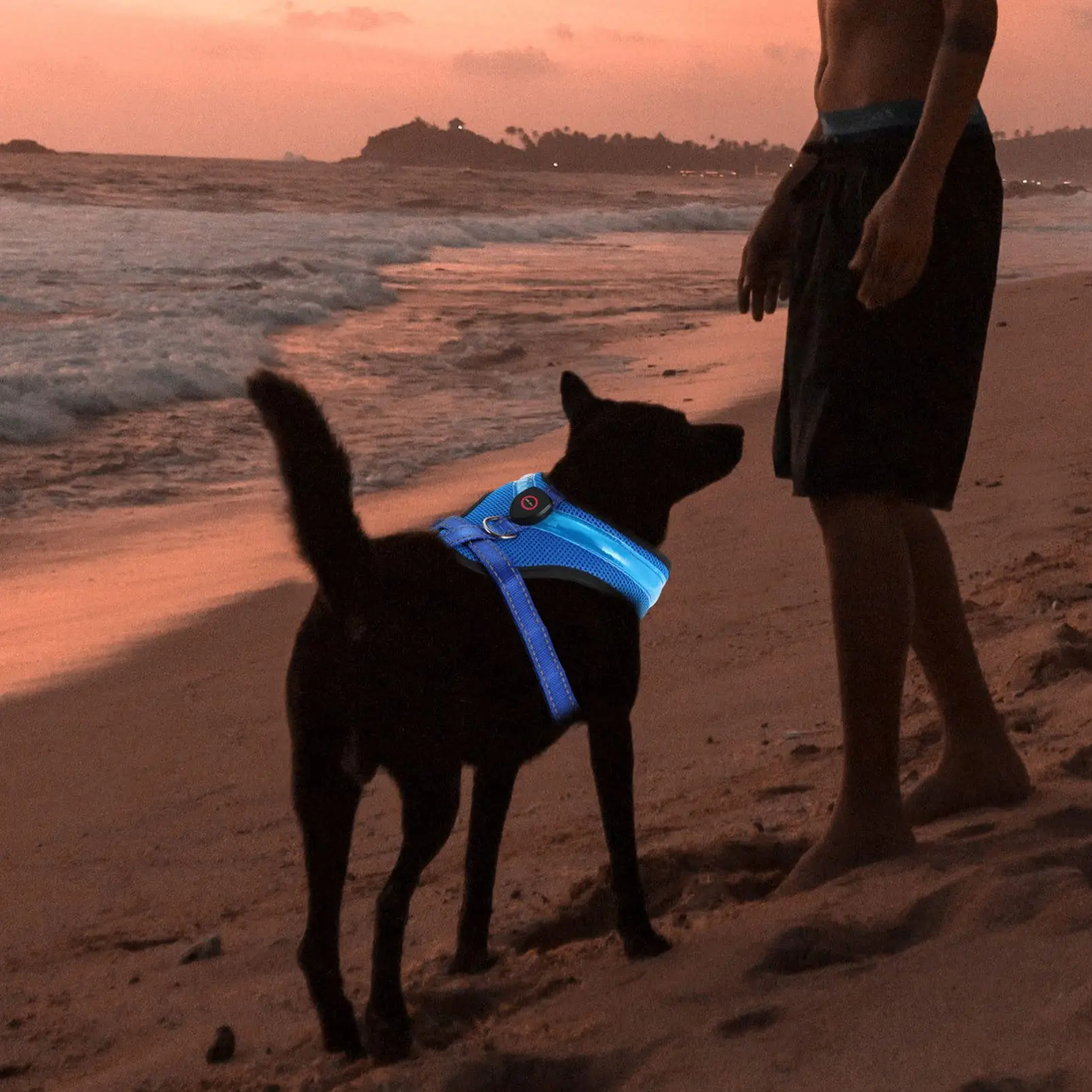 Tali Kekang Anjing Sex Wanita, dengan Kekang Anjing Peliharaan Anjing Dapat  Diisi Ulang Usb