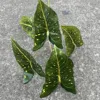 5-leaf variegated alocasia-green