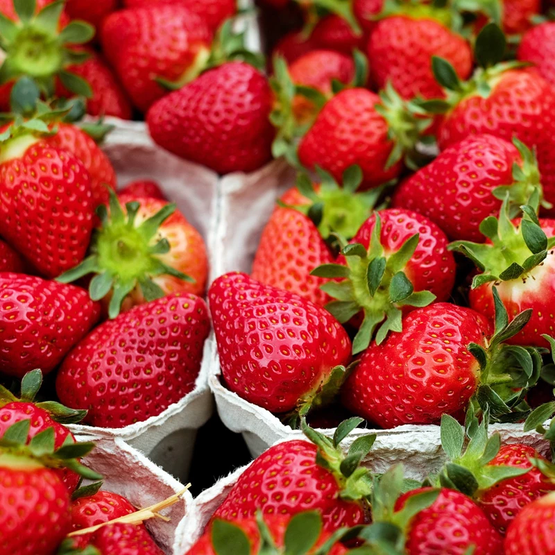Strawberry Growing Gutter for Sale Vertical Farming