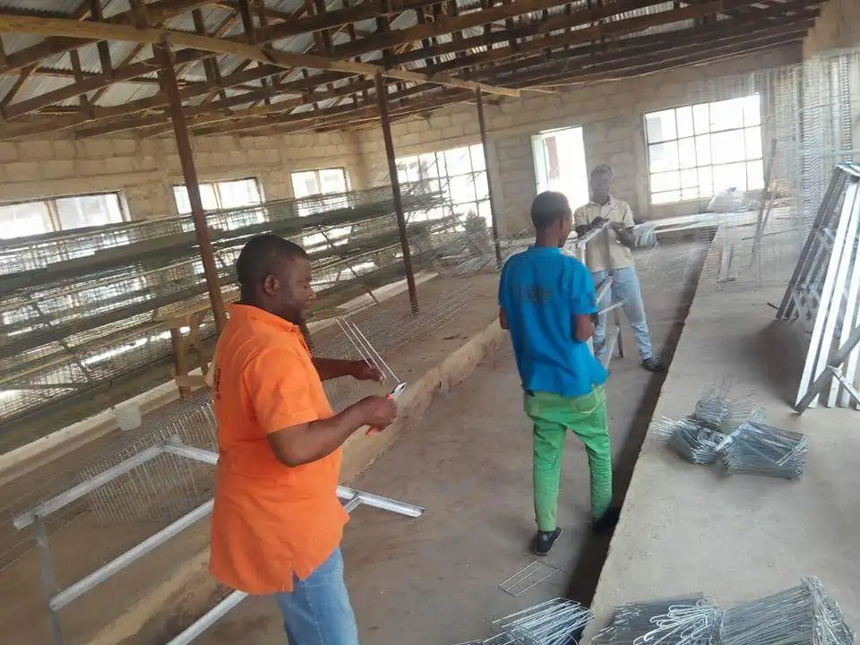 250 Birds Capacity Cage Kenya Layer Second Hand Chicken Cages For 2000