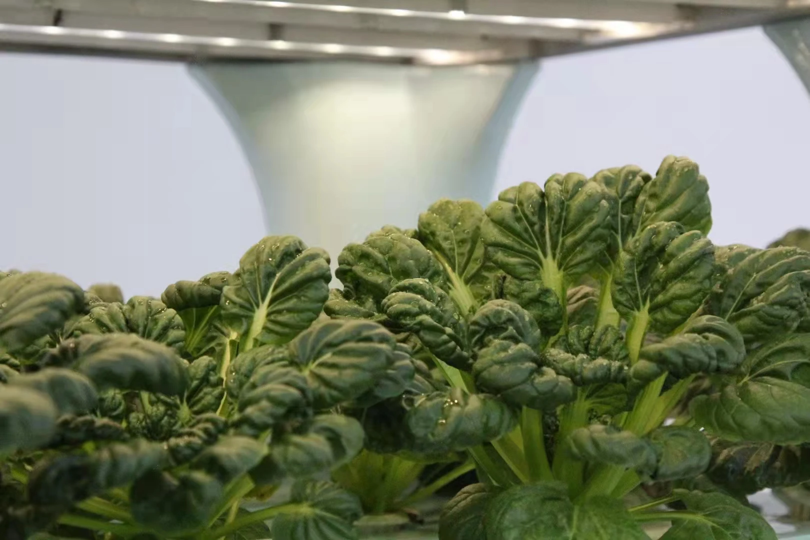 Hydroponic Grow Systems for Plant Automatic Wholesale Indoor Pump New Product 2020 Cheap Provided 65 Food Grade PVC 3 Months 102