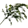 Eucalyptus (dark color)