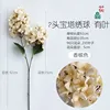 Two-headed pagoda hydrangea with leaves, champagne color