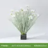 Reed c cosmos princesse d'herbe pure
