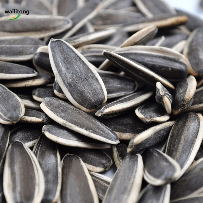 Fast Delivery Raw Natural Big Size Black 361 Sunflower Seeds