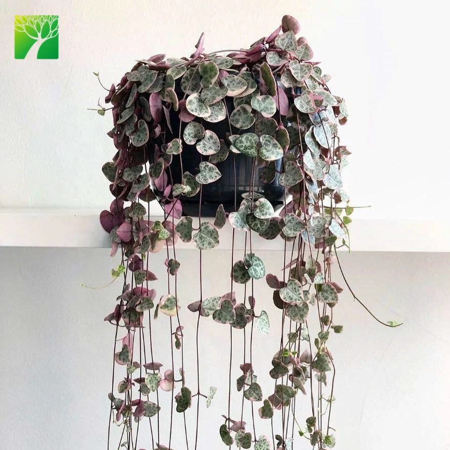 Newest indoor decoration Ceropegia Woodii Variegata Chain of Hearts hanging basket plant live succulent