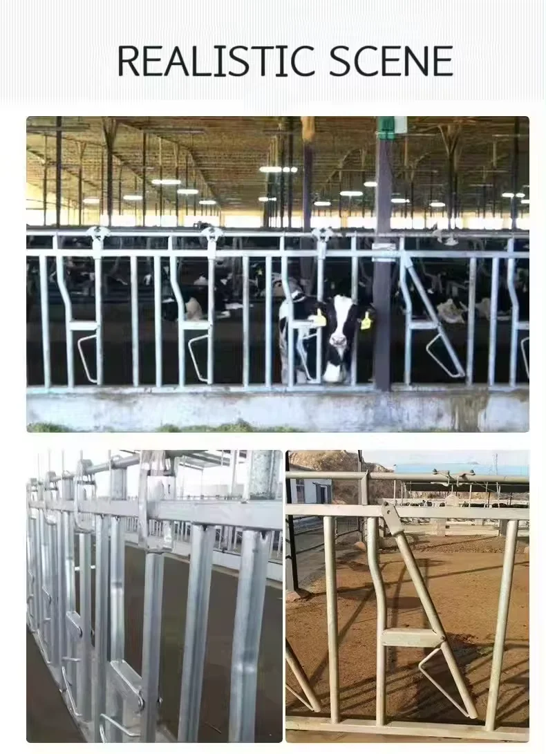 GREAT FARM Factory Outlet Dairy Farm Management Equipment Durable Cow Neck Clamp Lock Galvanized Cow Cattle Headlock