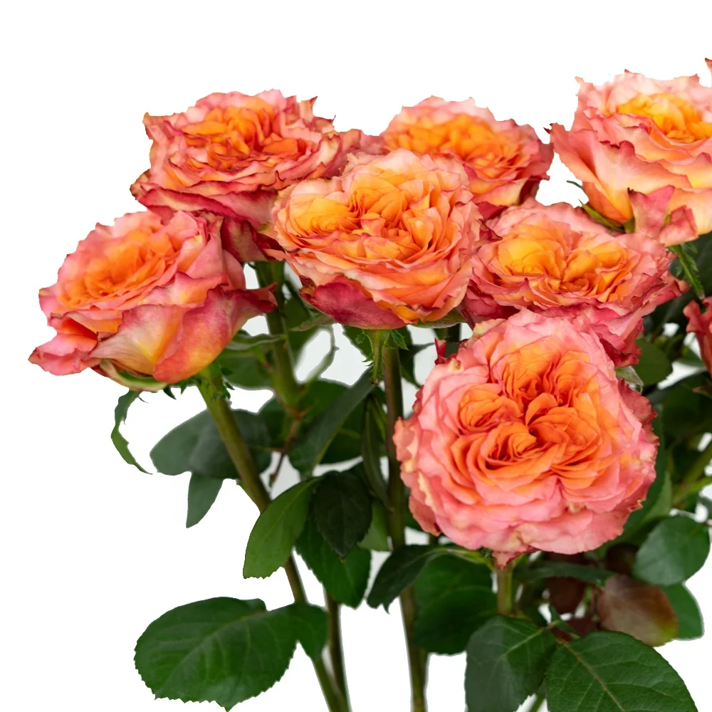 High Quality Long Stem Natural Bulk Flowers Fresh Cut Roses From China