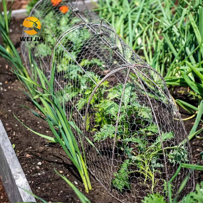 Professional Factory 11.8" Diameter X 15.7"Height  Plant Metal Mesh Protector and Cover, Garden Chicken Wire Cloche