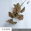 11 Lluvia de Primavera JH Verde con Vetas Rojas