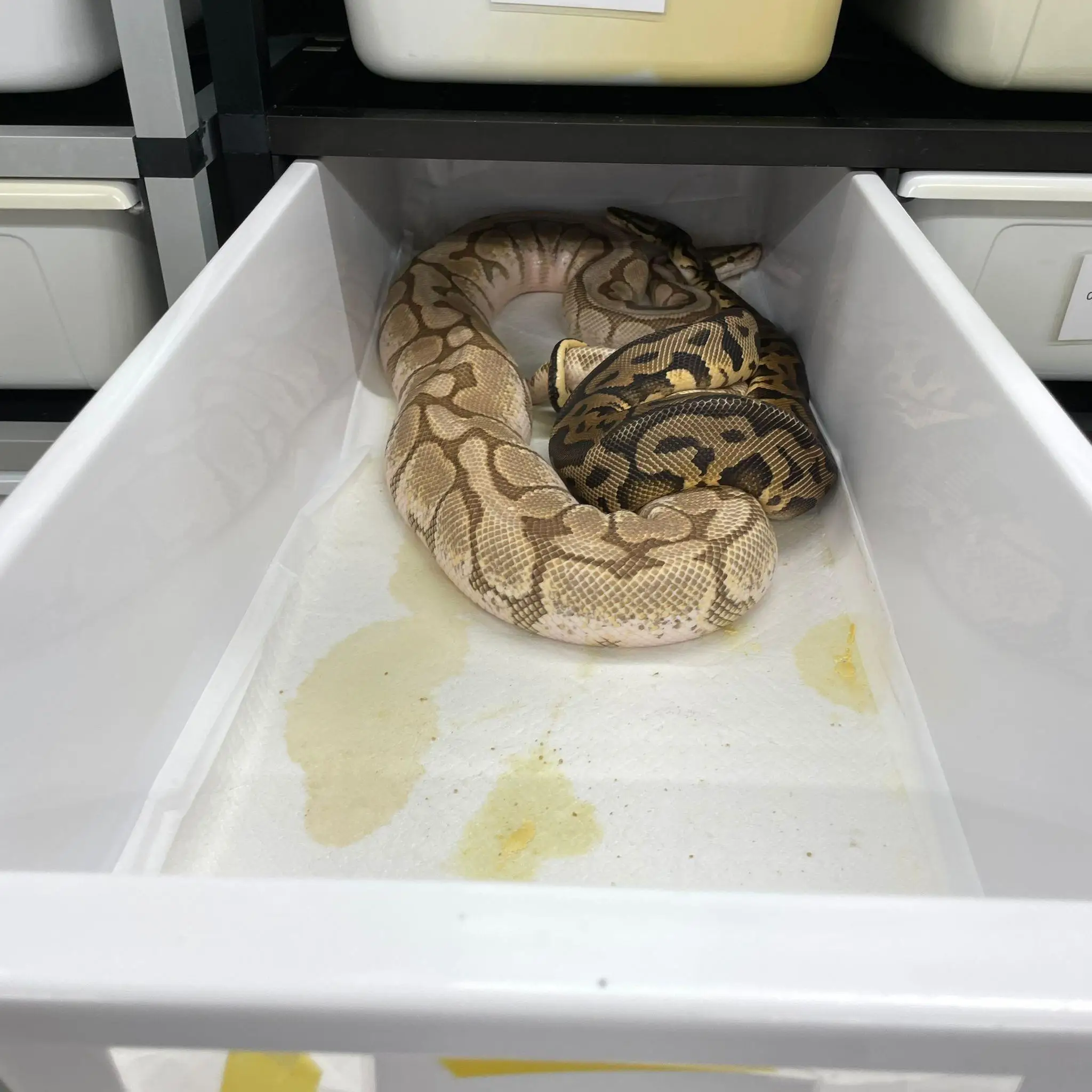 China High Quality Pp Snake Rack System Lizard Box Plastic Snake Tubs