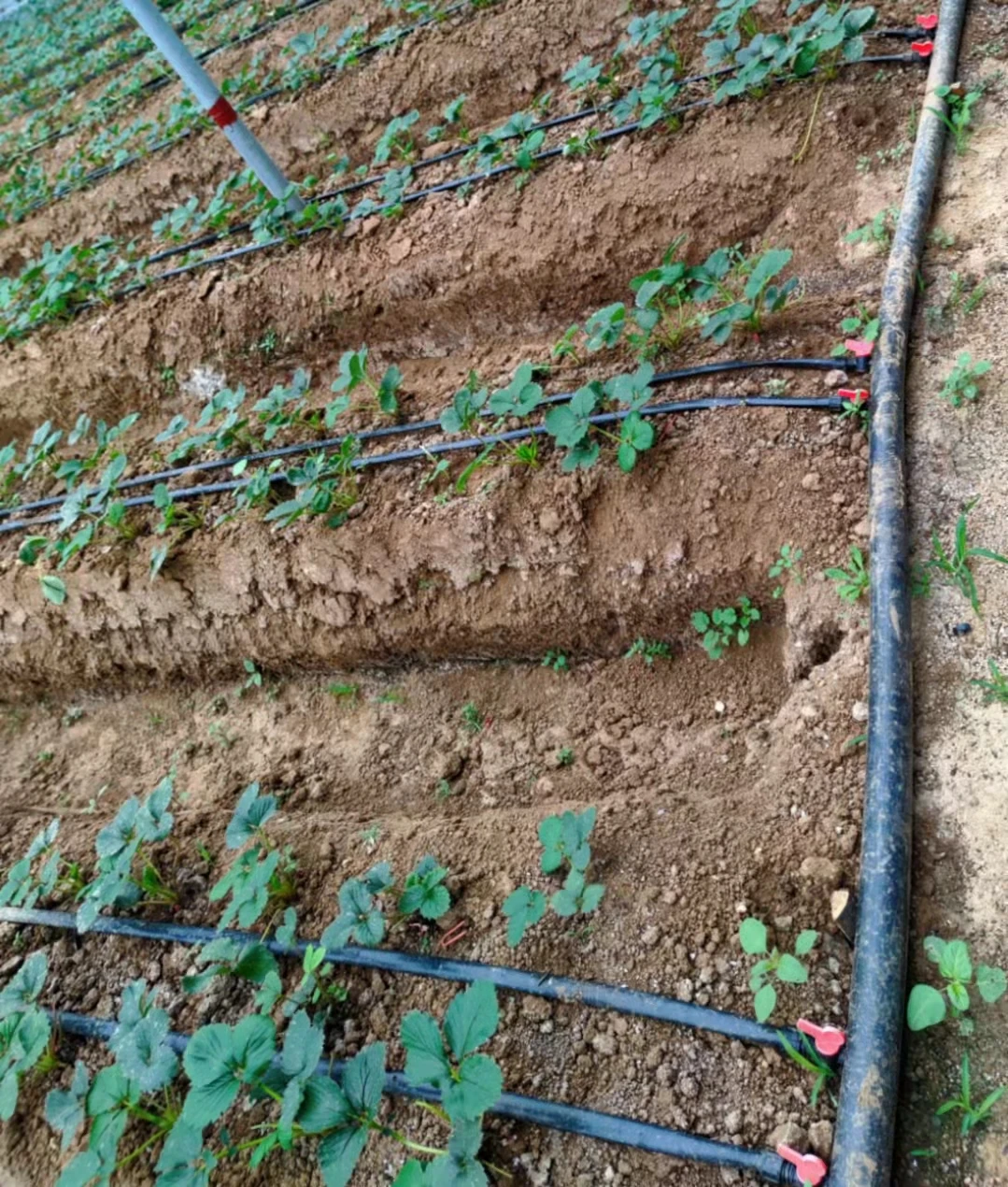 1 Hectare Model Agriculture Drip Irrigation Tape System Farm Wholesale ...