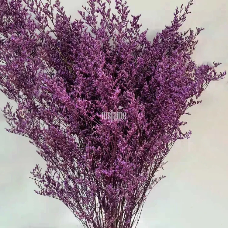 Codariocalyx motorius (1)