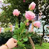 อะคาเซีย6หัวสีชมพูกุหลาบ