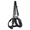 forward black