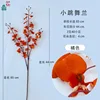 Orange Dancing Orchid DG