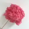 Rosa dolce