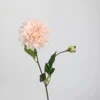 Europe Dahlia (rose champagne)