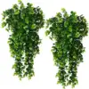 Vigne d'eucalyptus de 45 commandes