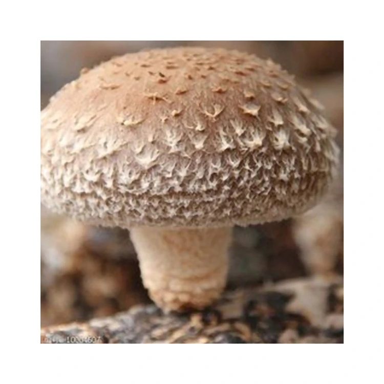 Прямая поставка, здоровая вкусная бескошковая густая соломинка для выращивания в комнате Shiitake