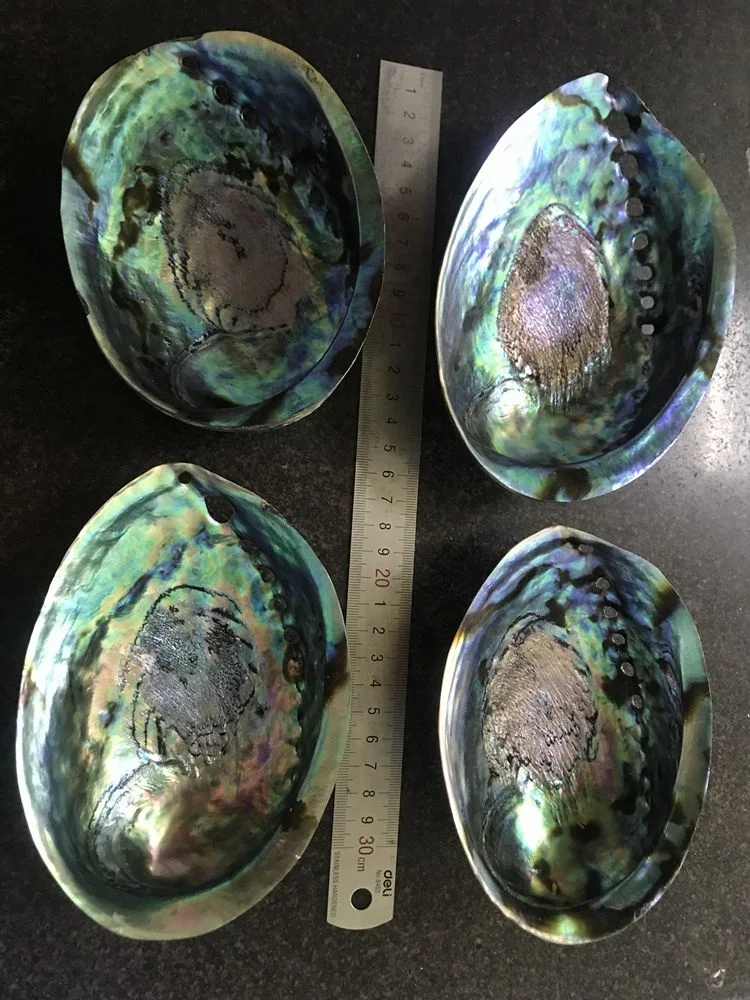 Large Polished Abalone Shell Clean and Smooth Edge Paua Shell