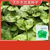 17# Brotes de hongo Enoki de hoja grande