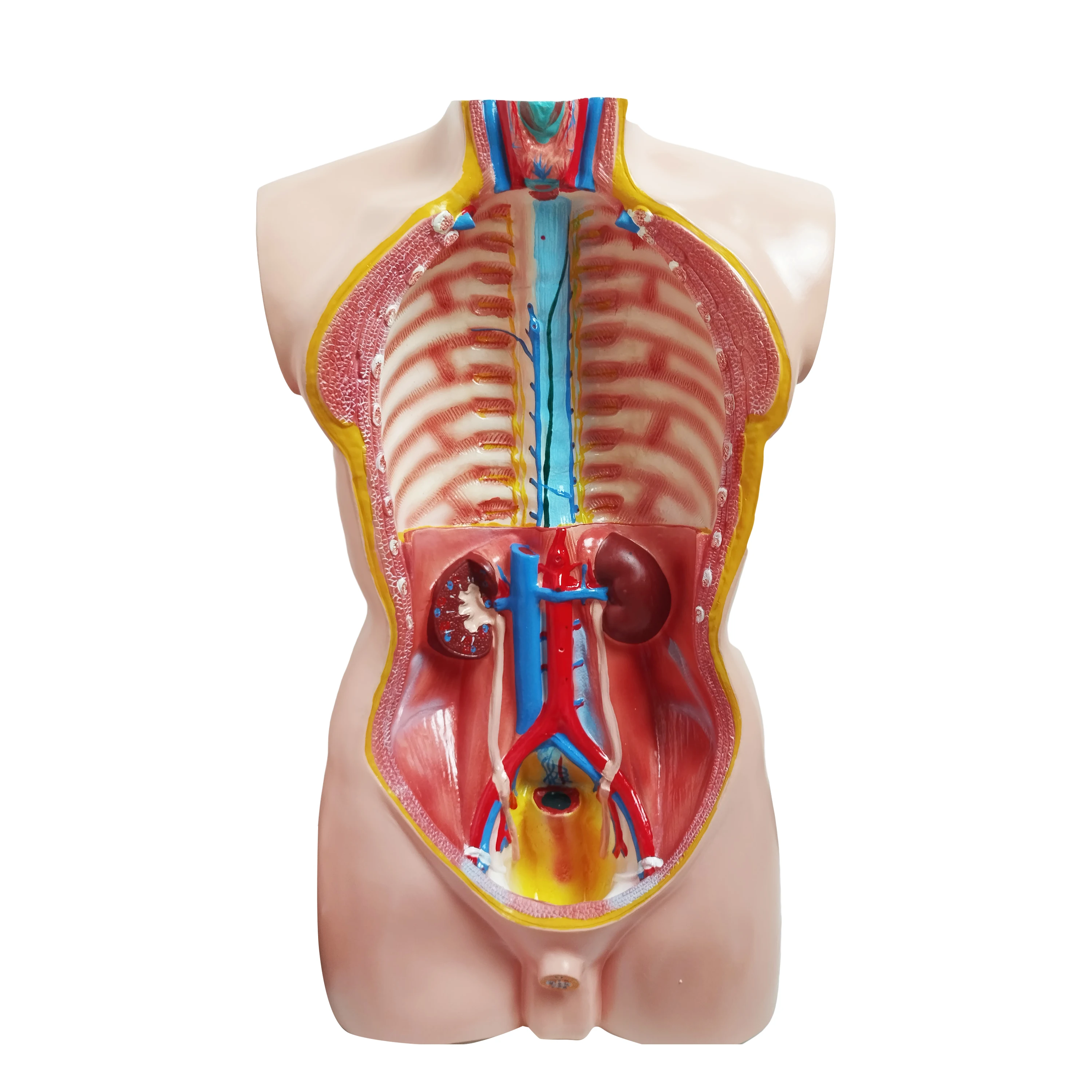 85cm Male Torso 19 Parts Model - High Quality Medical Training