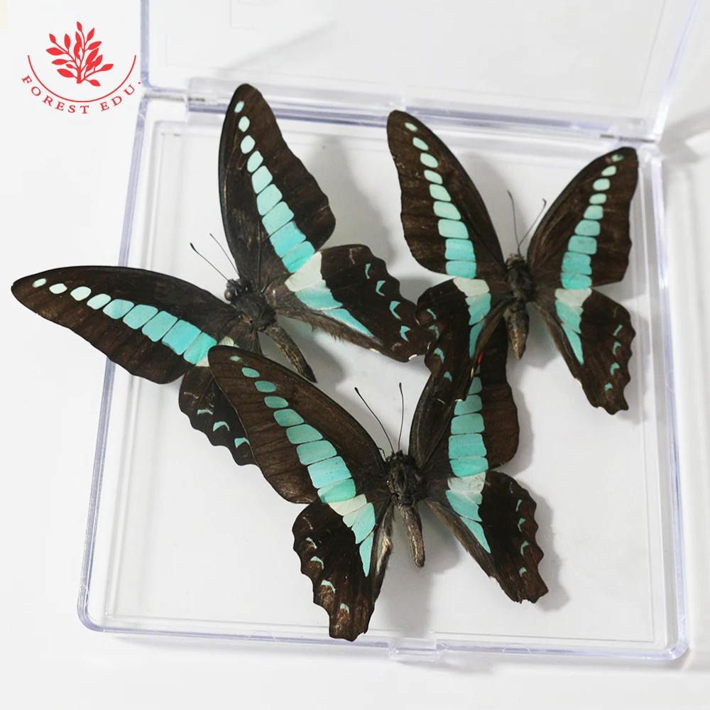 5 Farfalle Tassidermia Autentiche In Cornice Nera - Esemplare Da Parete 19,5x29,5 Cm - Decorazione Scientifica Originale