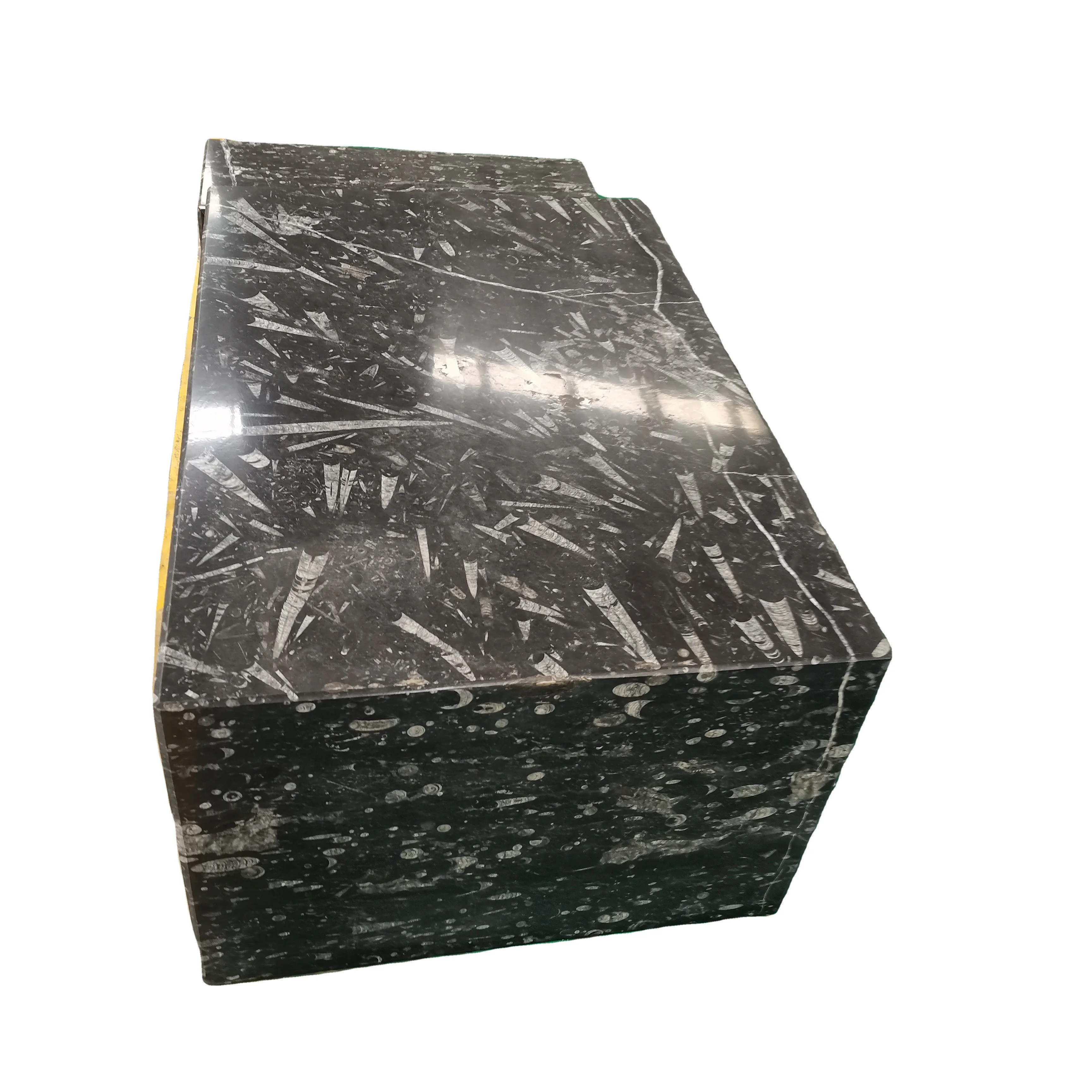 Moroccan Fossil Brown Fossil Marble