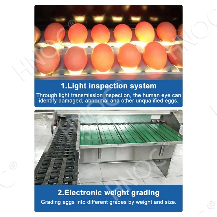 Small Scale Automatic Chicken Egg Weight Sorter Size Classify Grader Sort Egg Grade Machine by Weight
