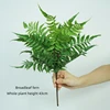 Fern broadleaf