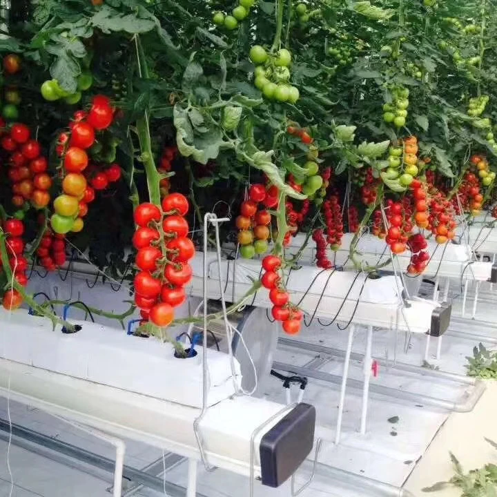Хит продаж Hangmei, сельскохозяйственная Коммерческая теплица, многопролетная теплица, томатная гидропонная теплица