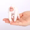 2538 Gorilla bianco