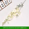 Delphinium white