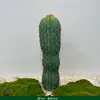 Colonne immortelle verte épaisse 75cm